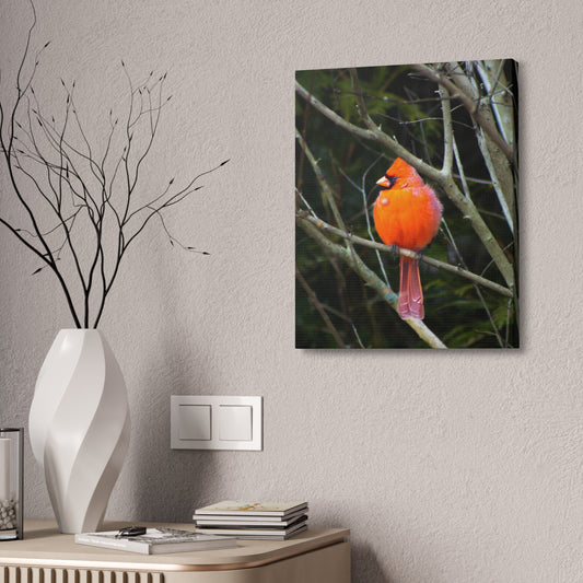 The Northern Cardinal | Canvas