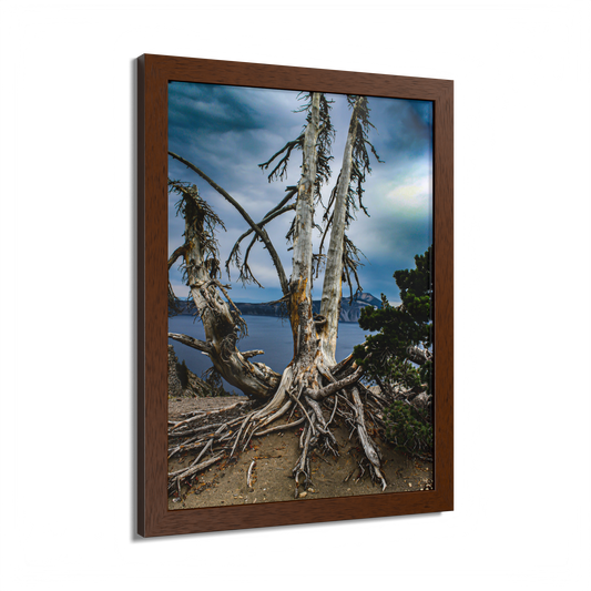 Whitebark Pine Wood Framed Print
