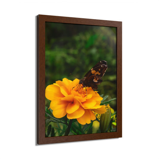 Golden Moment Butterfly Wood Framed Print