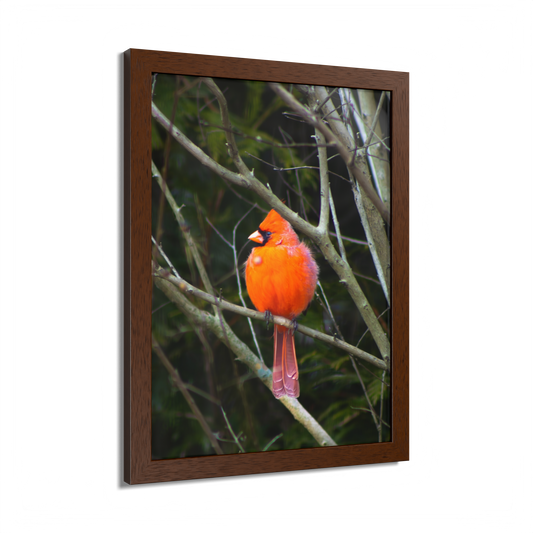 The Northern Cardinal Wood Framed Print
