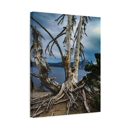 Whitebark Pine Canvas