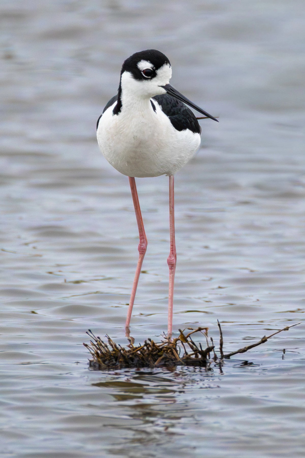 The Black-necked Stilt Digital Download