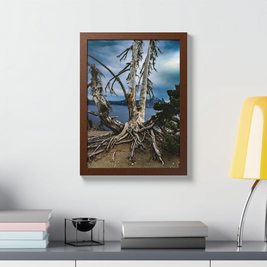 Whitebark Pine Wood Framed Print