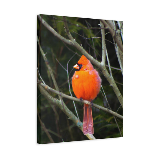 The Northern Cardinal Canvas