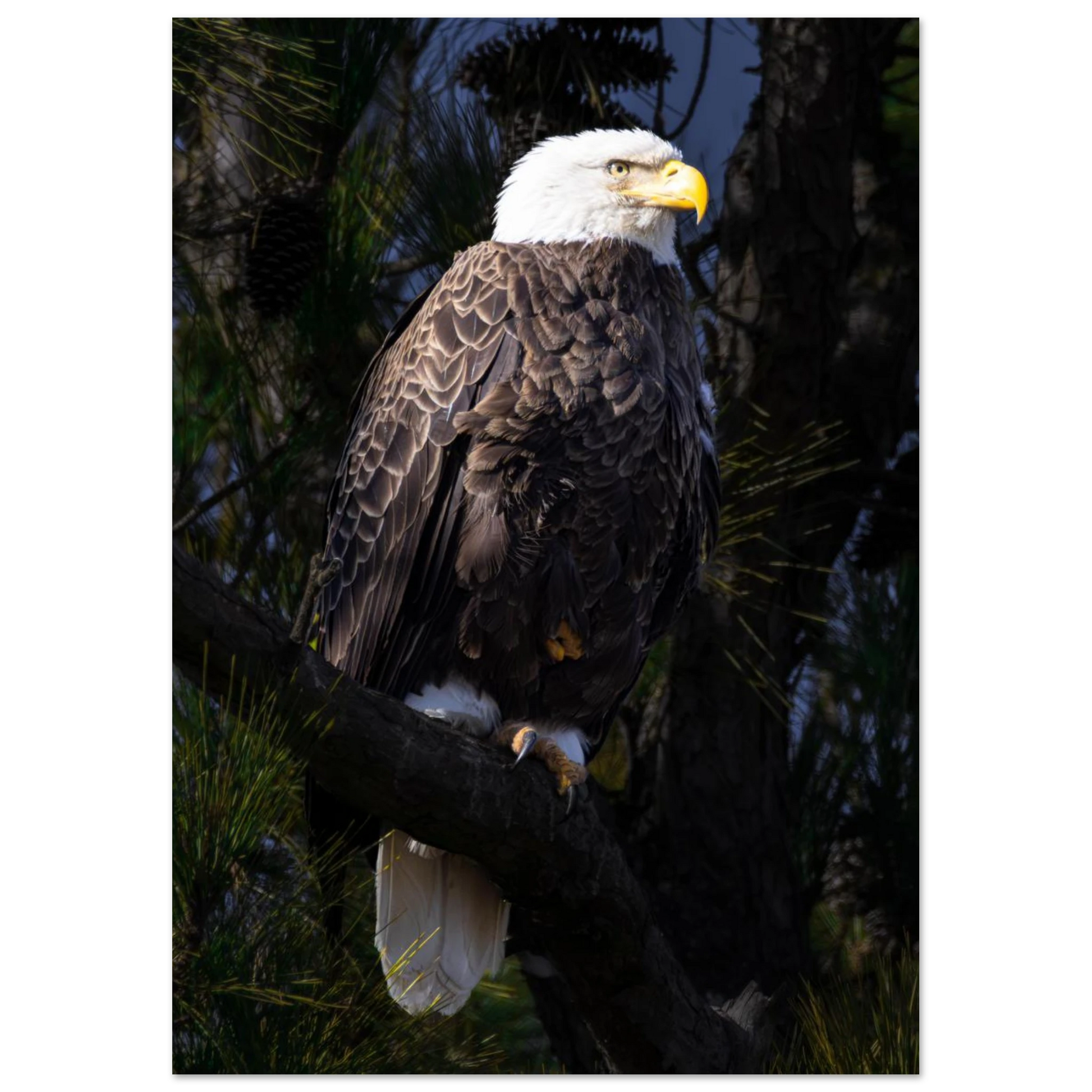 5b197c59-374d-41e5-8b35-6cdbaae190f4