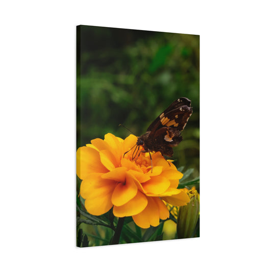 Golden Moment Butterfly Canvas