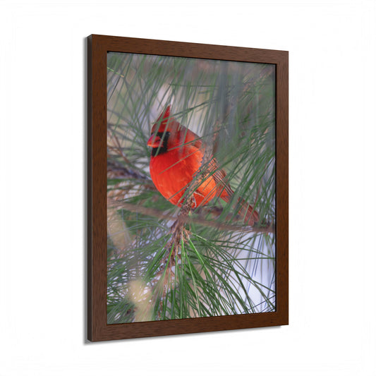 Through The Pine Wood Framed Print
