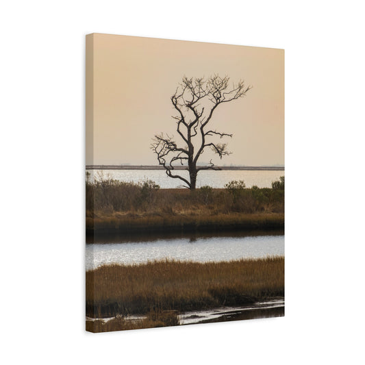 Saltwater Solitude Assateague Canvas