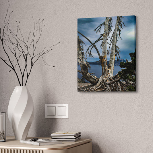 Whitebark Pine Canvas