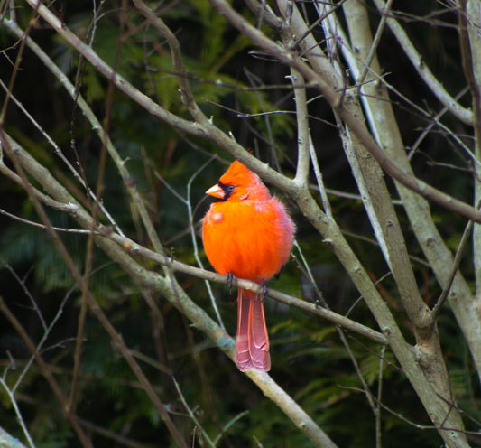 The Northern Cardinal Digital Download