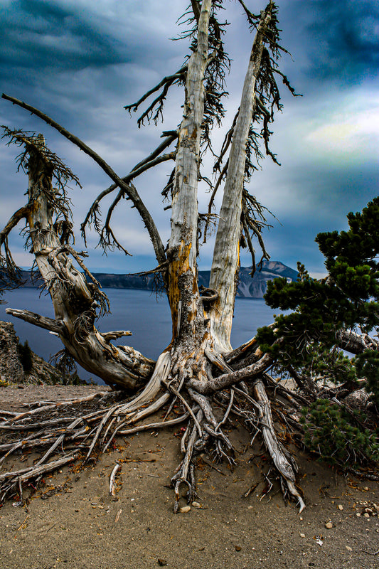 Whitebark Pine of Crater Lake Digital Download
