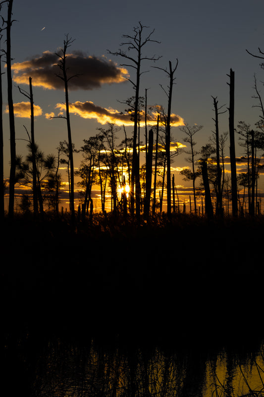 Skeleton Forest Digital Download