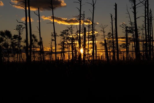 Blackwater Golden Glow Digital Download