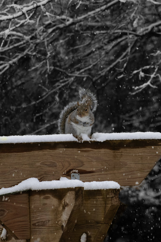 Eastern Gray Squirrel Digital Download