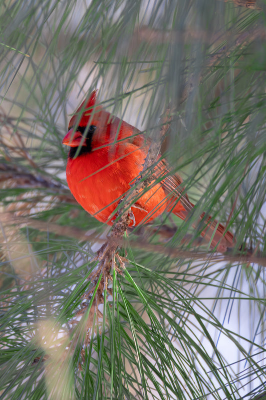 Through The Pine Digital Download