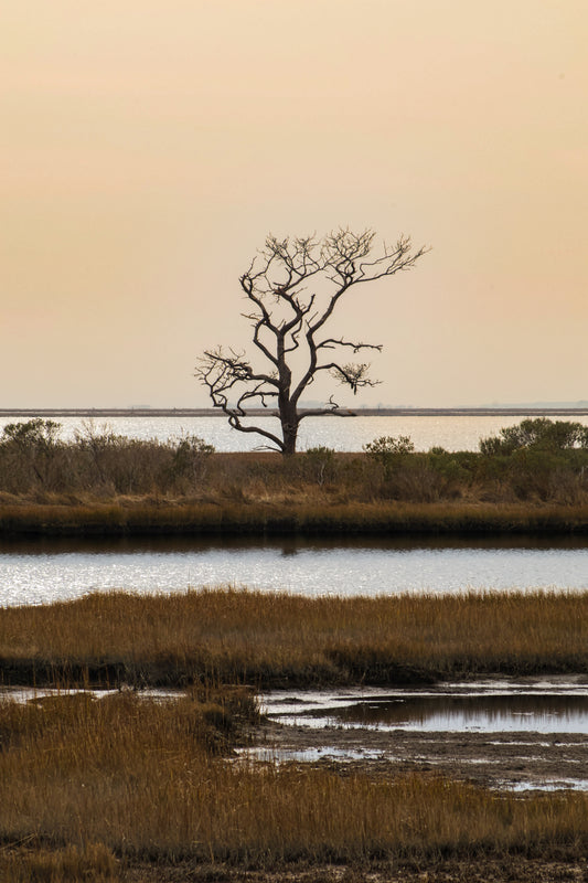 Saltwater Solitude Assateague Digital Download