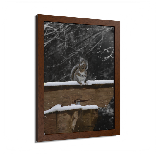 Eastern Gray Squirrel Wood Framed Print
