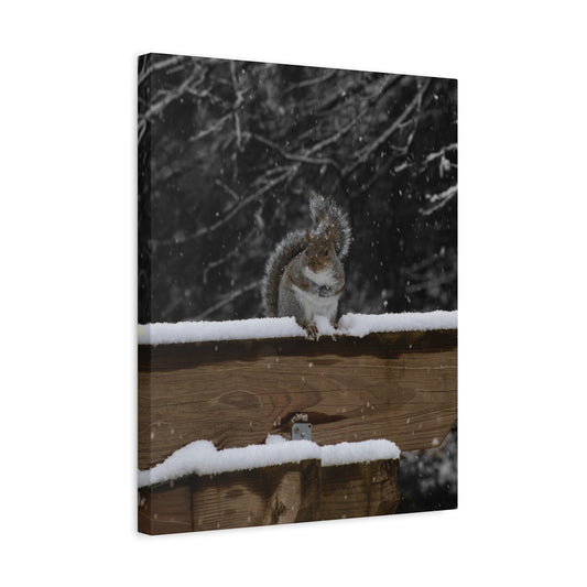 Eastern Gray Squirrel Canvas