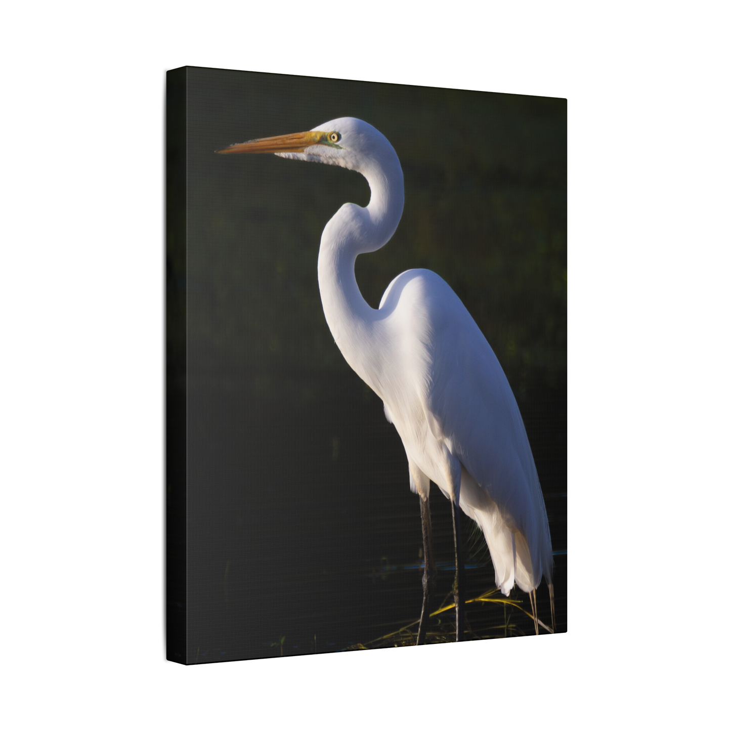 Ghost Of The Marsh | Canvas