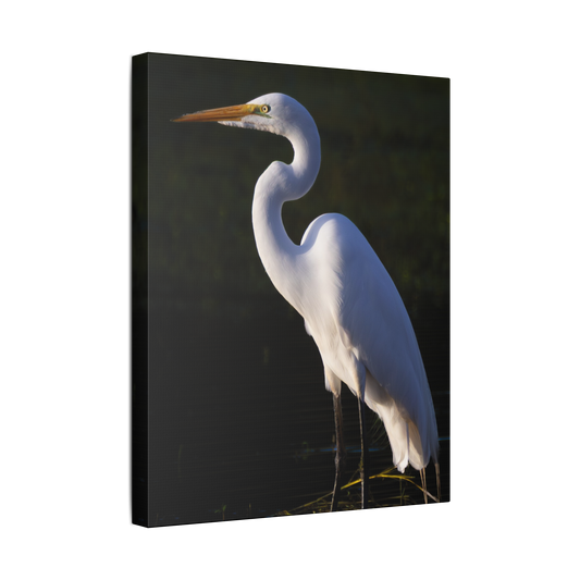 Ghost Of The Marsh | Canvas