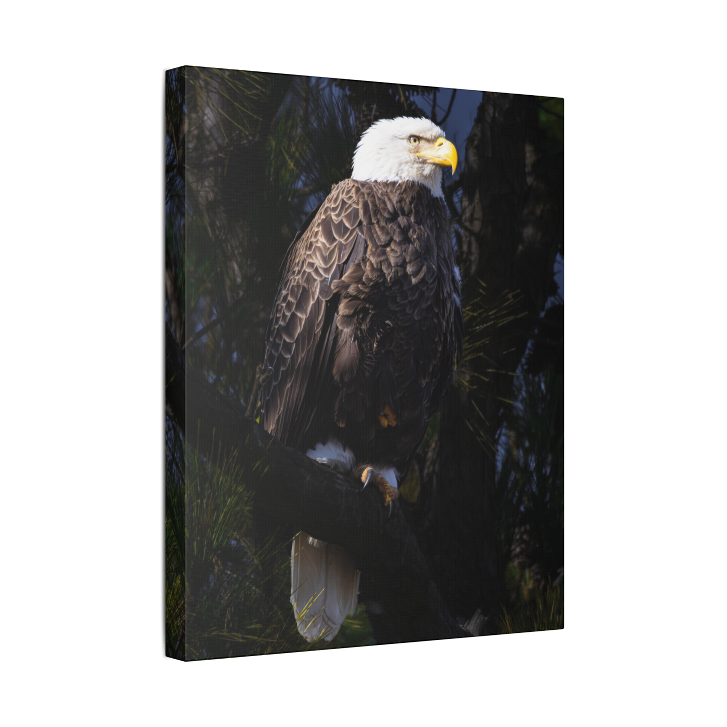 Blackwater's Finest | Canvas