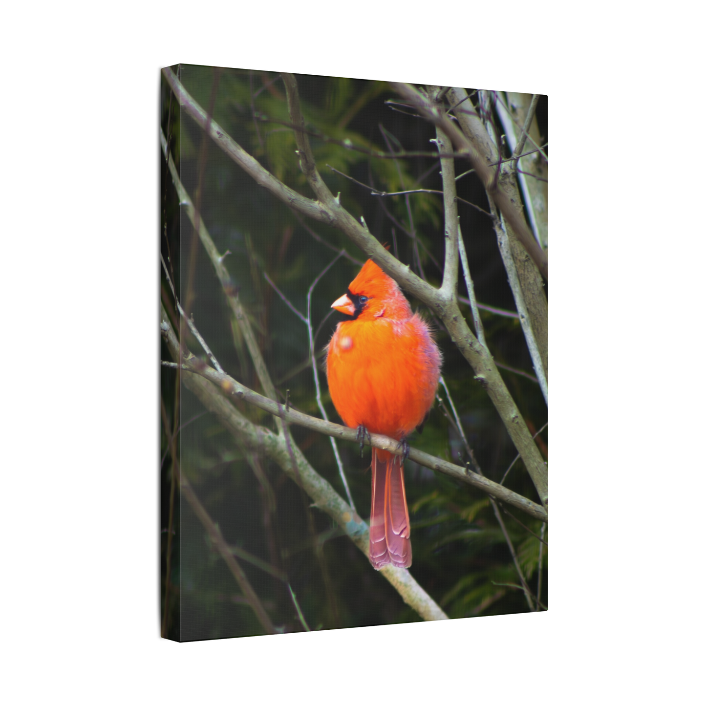 The Northern Cardinal | Canvas