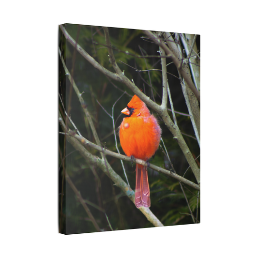 The Northern Cardinal | Canvas