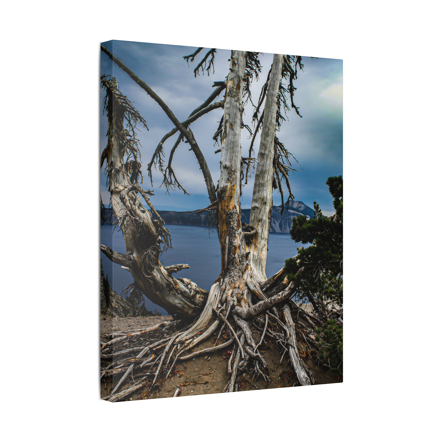 Whitebark Pine | Canvas