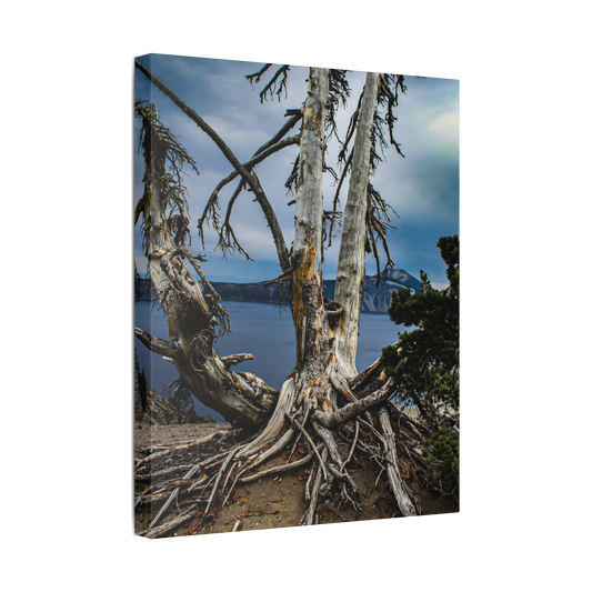 Whitebark Pine | Canvas