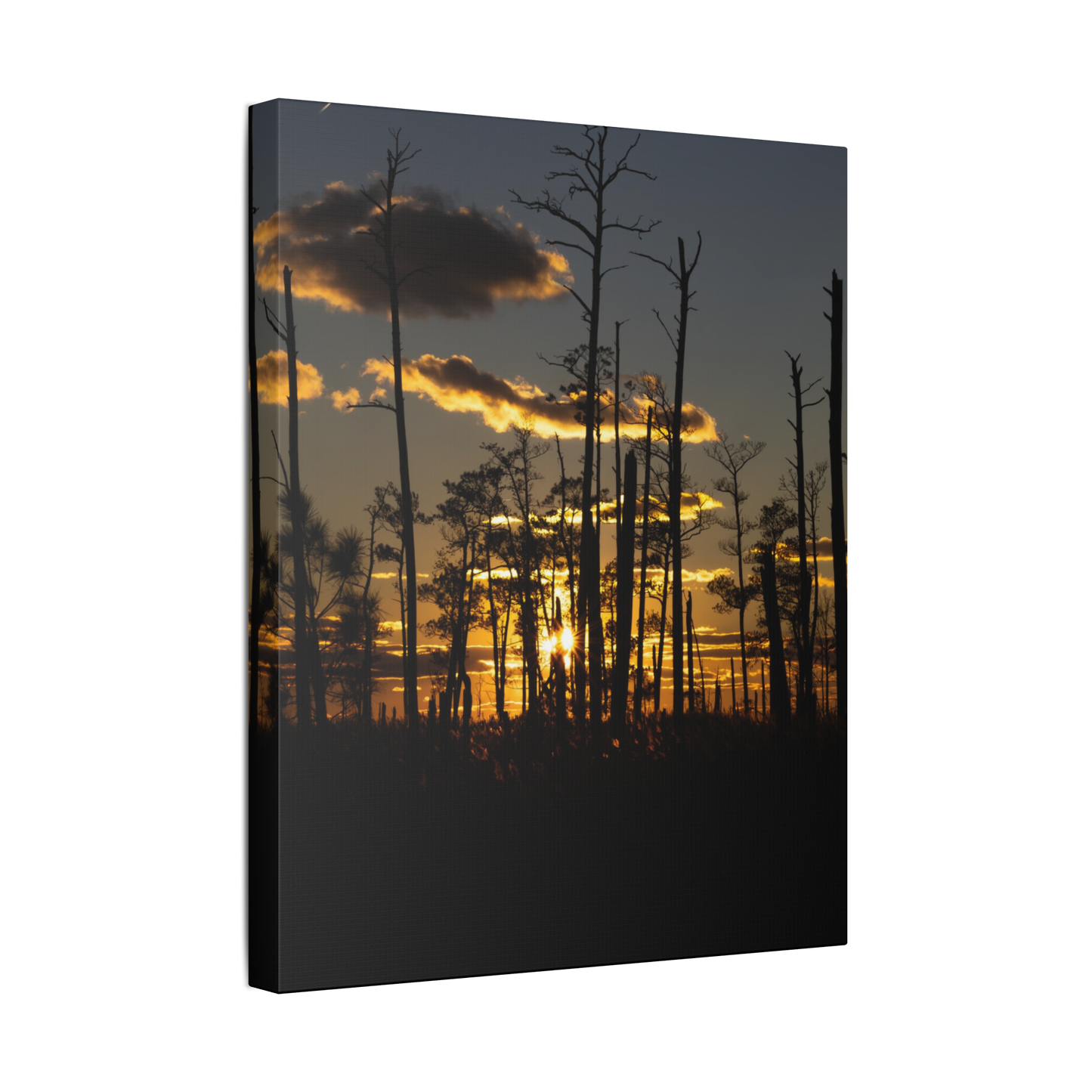 Skeleton Forest | Canvas