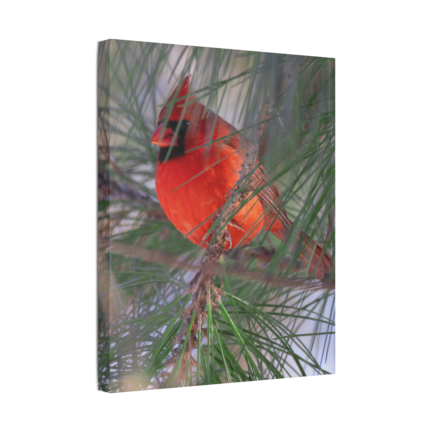 Through The Pine | Canvas
