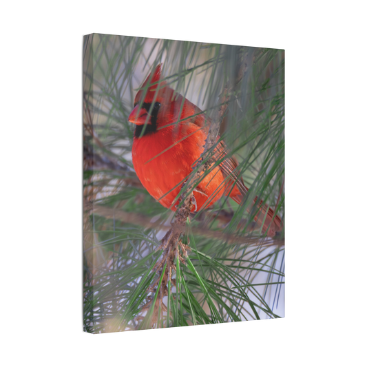 Through The Pine | Canvas