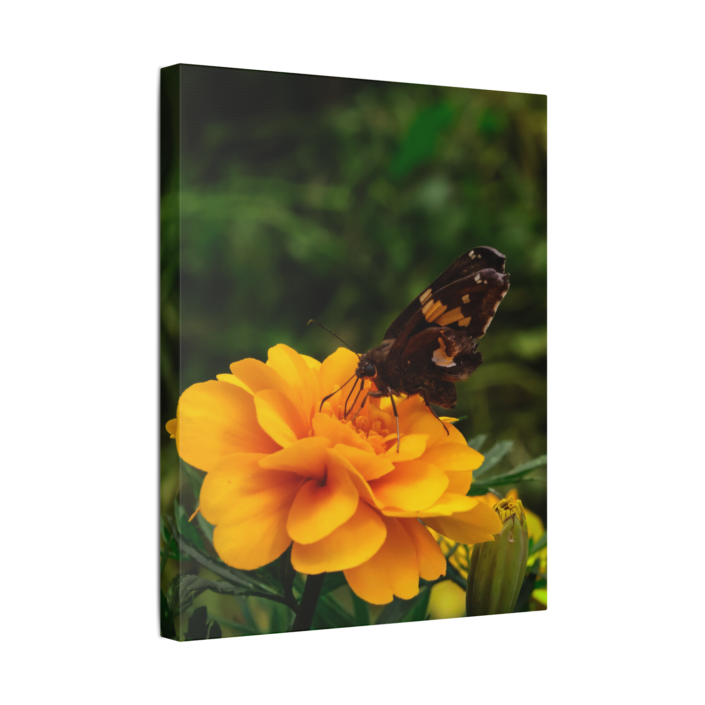 Golden Moment Butterfly | Canvas