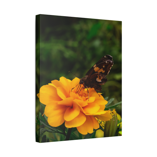 Golden Moment Butterfly | Canvas