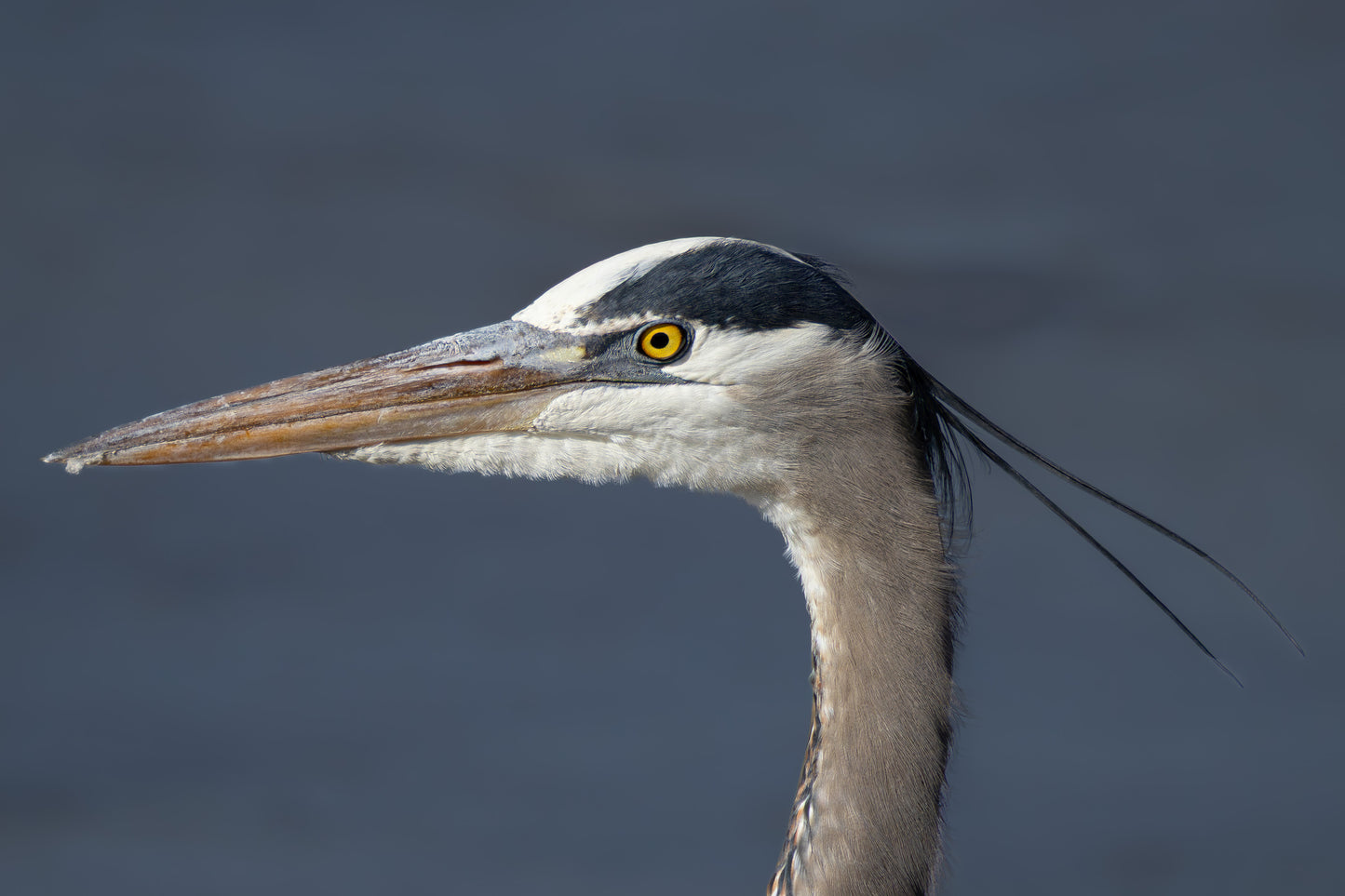 Eyes Of The Marsh Digital Download