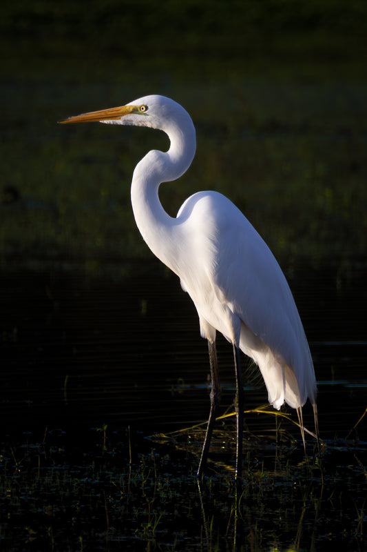 Ghost Of The Marsh Digital Download