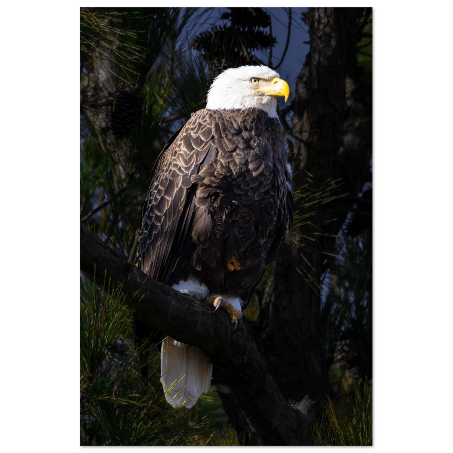 b8f69257-1bb4-4b45-942d-0c4192308611