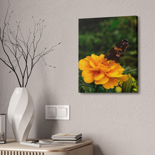 Golden Moment Butterfly Canvas