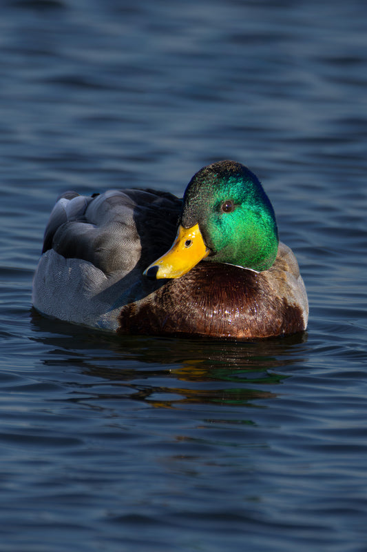 Emerald Reflection Digital Download